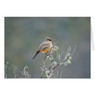 El Phoebe de Say en la sabana