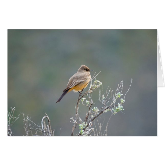 El Phoebe de Say en la sabana (Anverso (Horizontal))