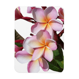 El Plumeria florece el imán superior