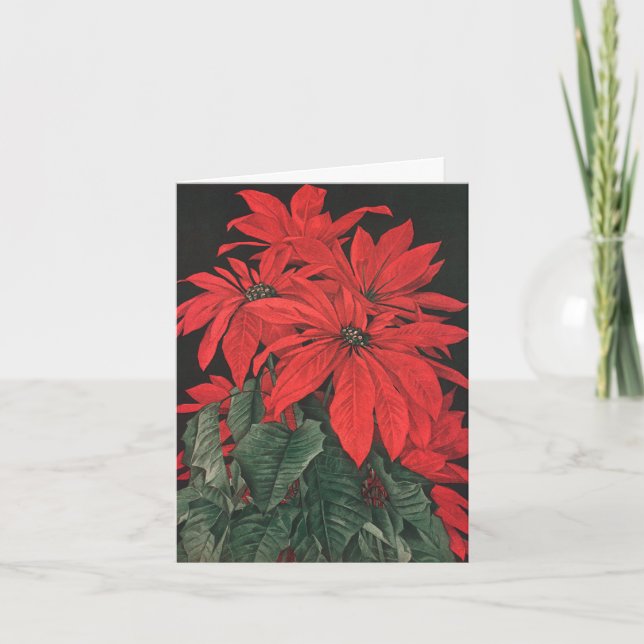 El Poinsettia rojo del navidad del vintage planta (Anverso)