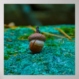 EL PÓSTER DE LA BELLOTA