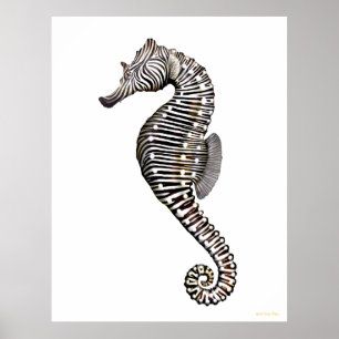 El poster del arte del Seahorse de la cebra