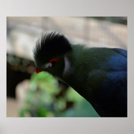 EL PÓSTER DEL TURACO DE GUINEA