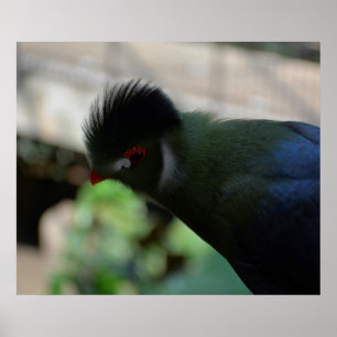 EL PÓSTER DEL TURACO DE GUINEA