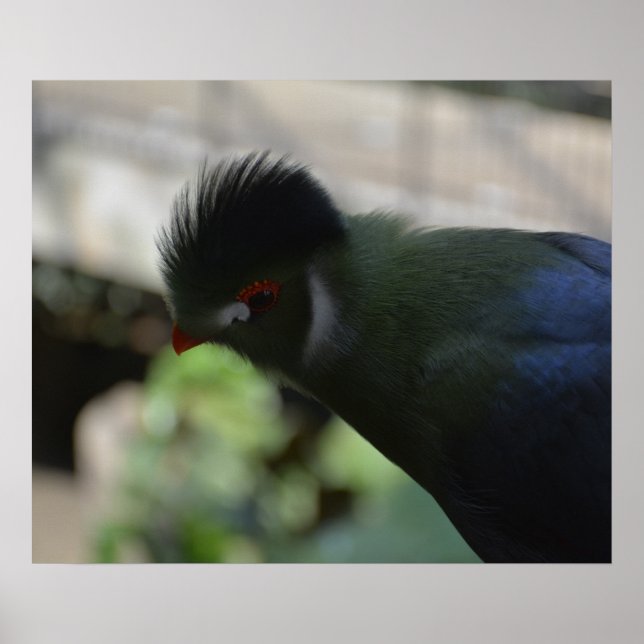 EL PÓSTER DEL TURACO DE GUINEA (Frente)