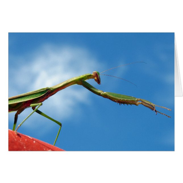 El predicador (Anverso (Horizontal))