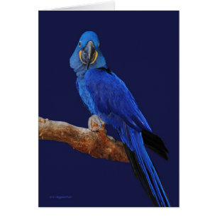 El príncipe de loros