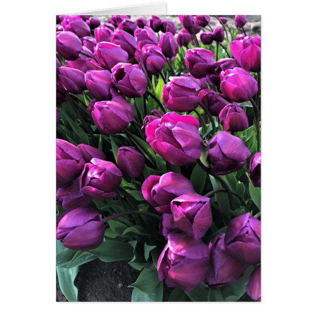 El príncipe morado Tulips (Frente)