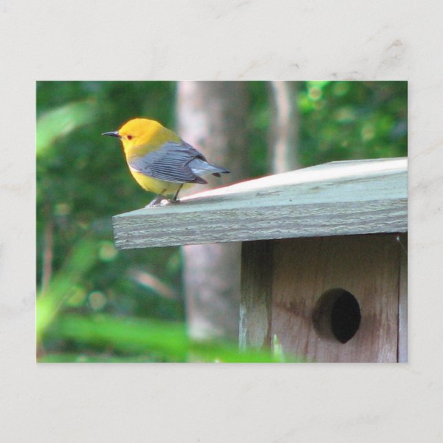 El protonotario demanda la postal de la caja (Anverso)