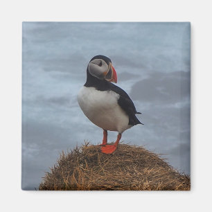 El Puffin en el imán del Fridge