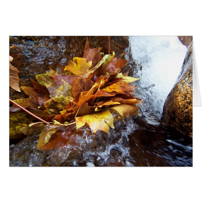 El ramo de la naturaleza (Anverso (Horizontal))