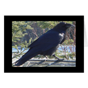 el Raven