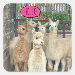 El rebaño de llamas dice hola a los pegatinas