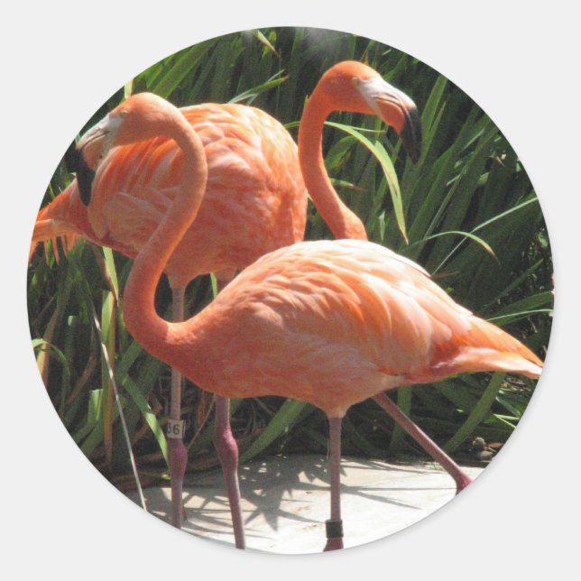 El rebaño de los Pegatinas de Flamingos (Anverso)