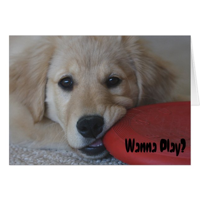 El recuperador de oro quiere jugar... (Anverso (Horizontal))