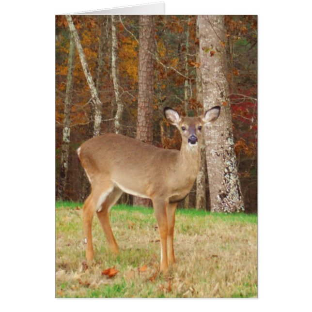 El reno soñador de un cazador (Frente)