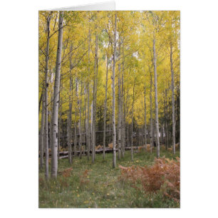 El resplandor amarillo de Aspen