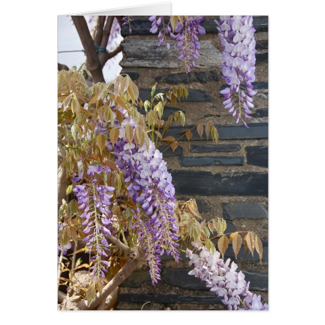 El retratamiento (Frente)