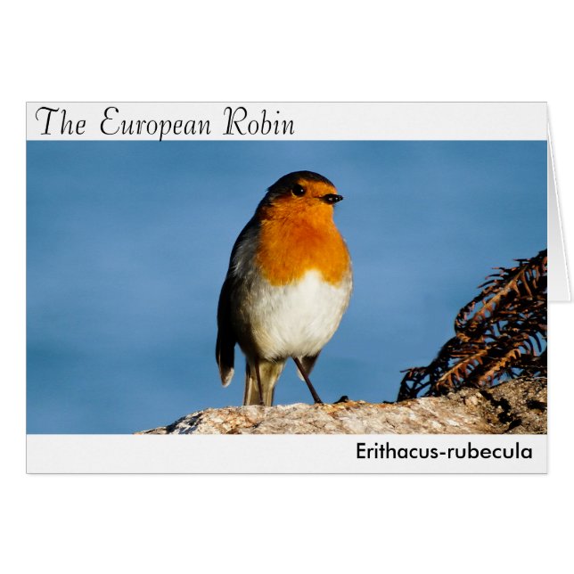 El Robin europeo (Anverso (Horizontal))
