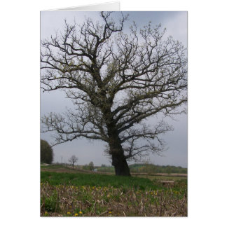 El roble enorme, viejo en 22