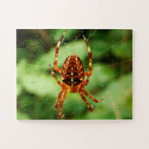 El rompecabezas de la araña de los niños