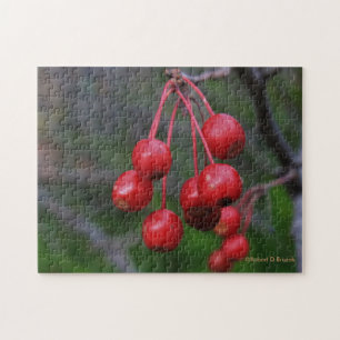El rompecabezas de las Berries Rojas de Kansas