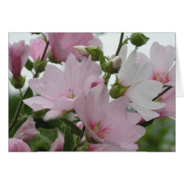 El rosa florece a la familia de Impatiens