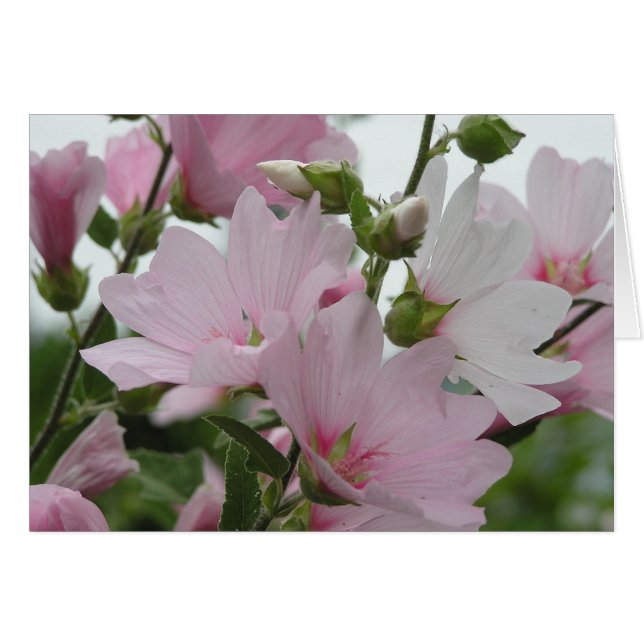 El rosa florece a la familia de Impatiens (Anverso (Horizontal))