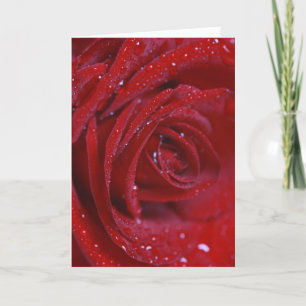 El rosa rojo con agua cae la tarjeta de