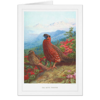 El sátiro Tragopan;