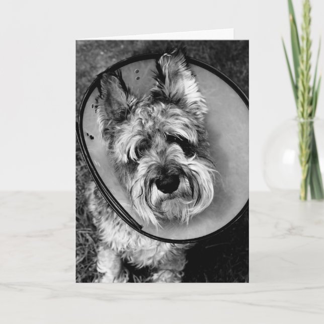 El Schnauzer miniatura consigue pronto la tarjeta (Anverso)