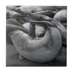 El sello de la sirena - teja