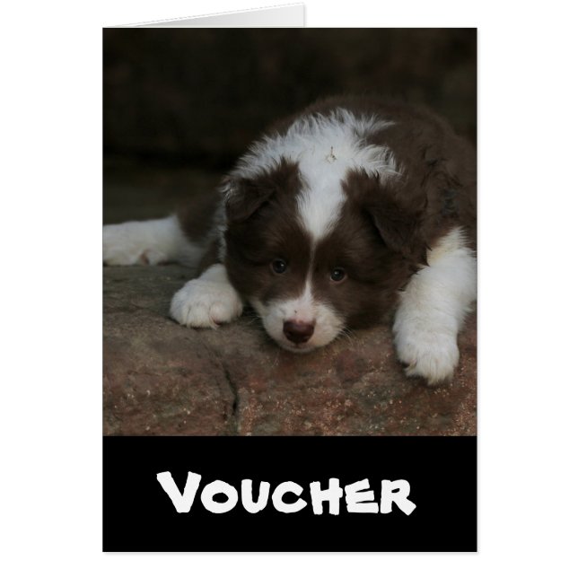 El Sheepdog_islandés_20171201_by_JAMFoto (Frente)