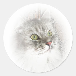 El siberiano observa a los pegatinas