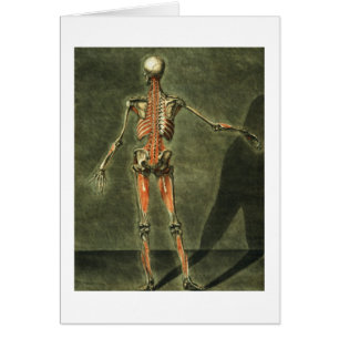 El sistema muscular profundo de la parte posterior