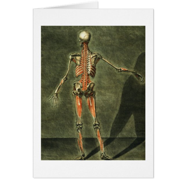El sistema muscular profundo de la parte posterior (Frente)