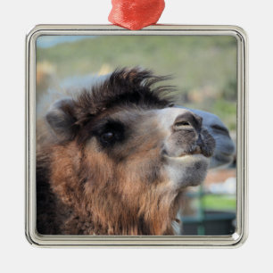 El Smoothie verde es el ornamento del camello