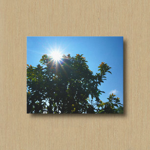 El sol y sus rayos sobre un árbol Impresión en lie