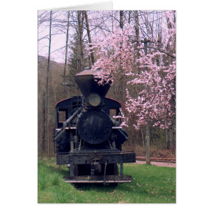 EL SPECIAL de la FLOR DE CEREZO de SHARON SHARPE