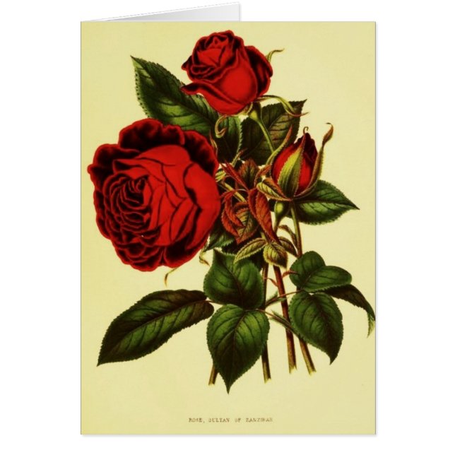 El sultán de Zanzíbar subió (Frente)