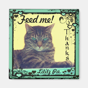¡El tabby del imán de las inspiraciones del gati