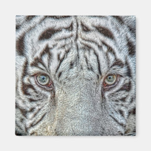 El tigre blanco observa el imán