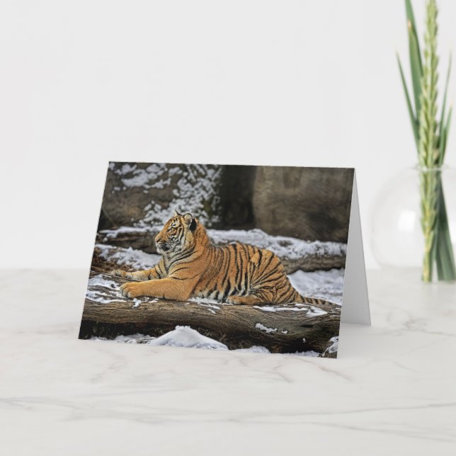 El tigre Cub perfila la tarjeta del día de fiesta (Anverso)