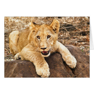 El tigre Cub toma el respiradero en una roca