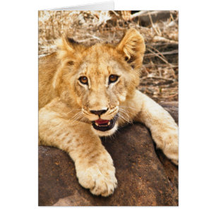 El tigre Cub toma el respiradero en una roca