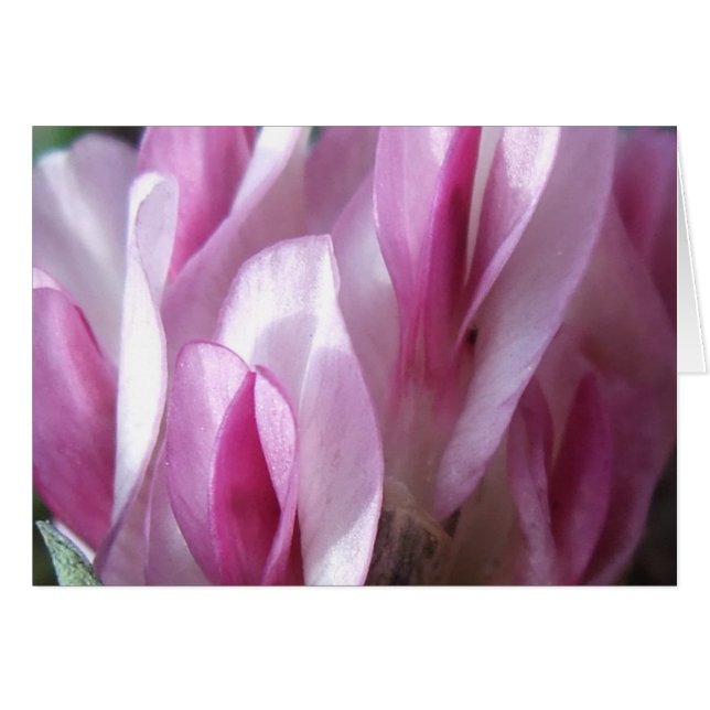 El trébol del Parry (Anverso (Horizontal))