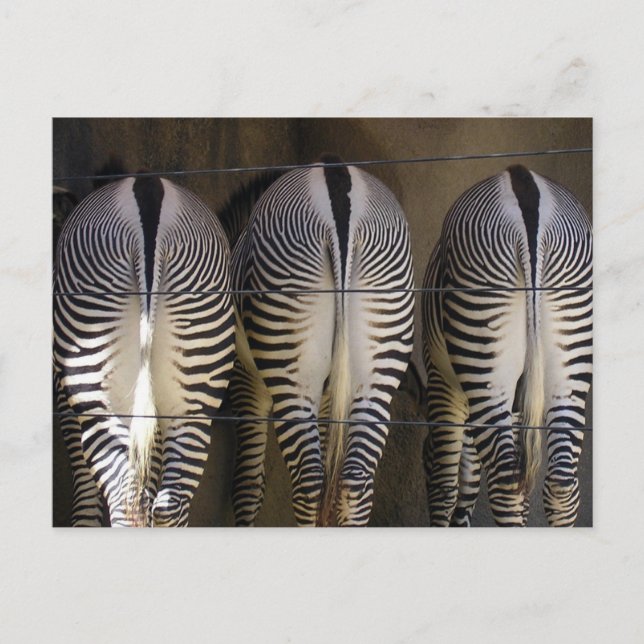 El trío tímido, la postal de cebra (Anverso)