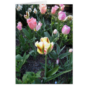 El tulipán se destaca en muchedumbre