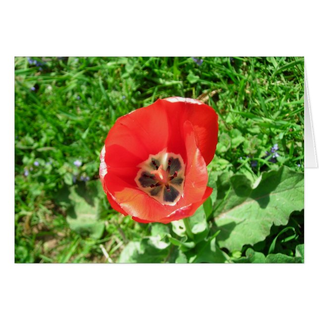 El tulipán solitario (Anverso (Horizontal))