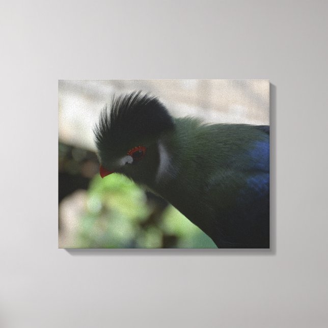 EL TURACO DE GUINEA IMPRESO EN LIENZO (Anverso)